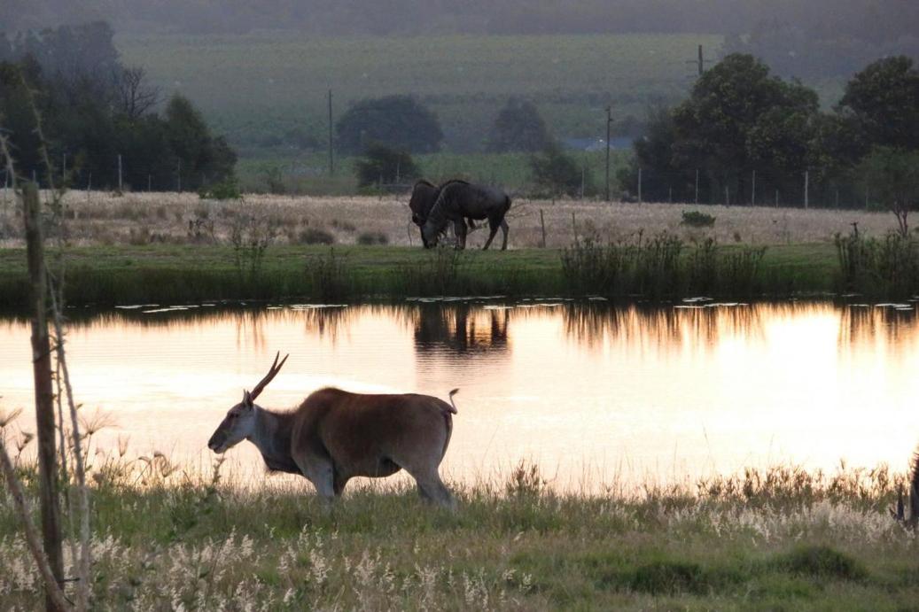 Вилла Kwetu Guest Farm Свеллендам Экстерьер фото