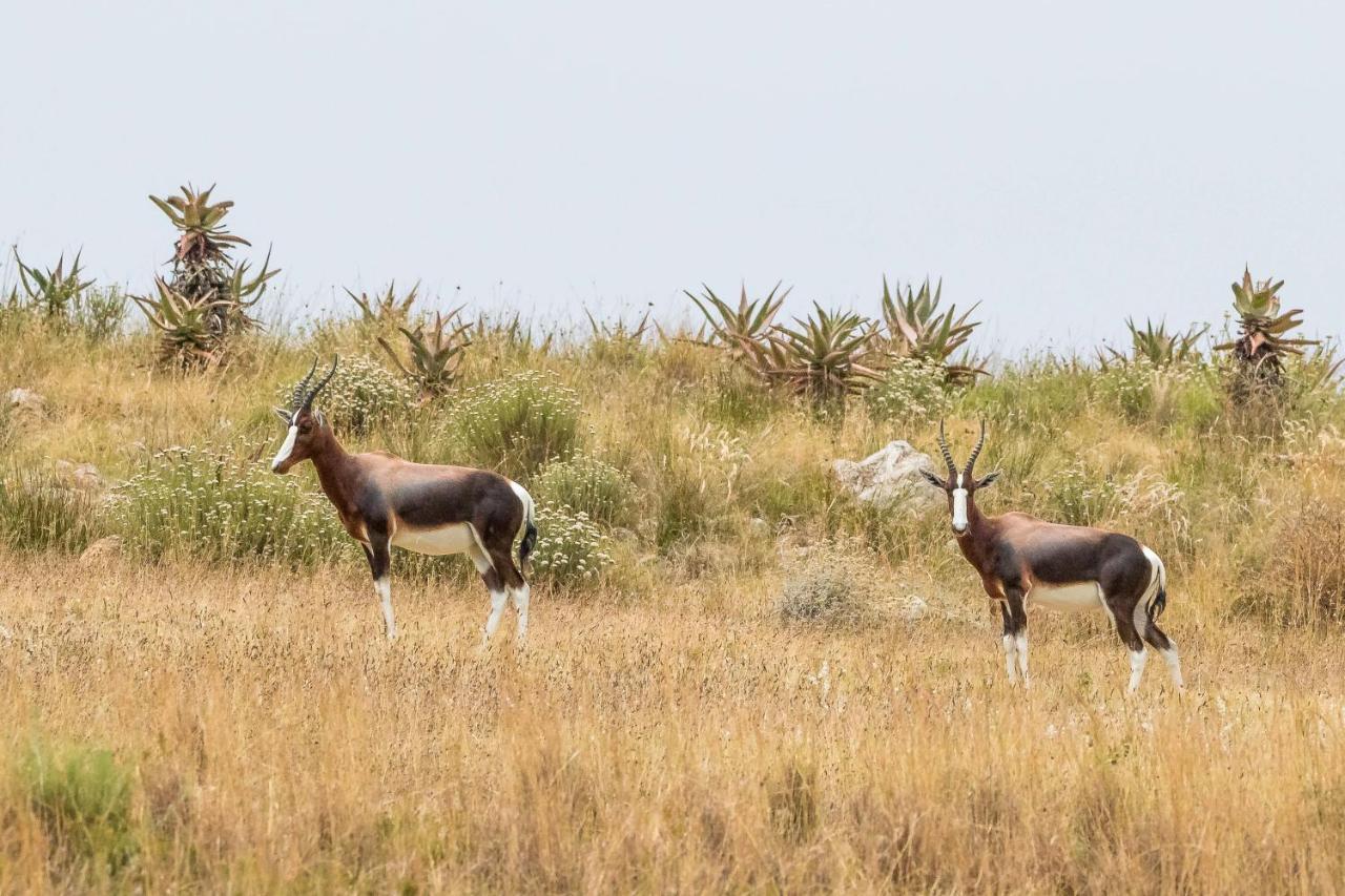 Вилла Kwetu Guest Farm Свеллендам Экстерьер фото